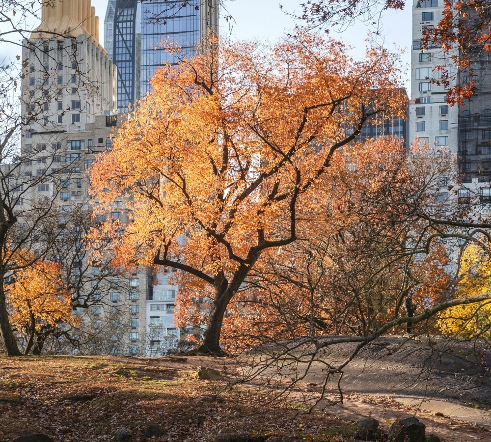 Why Work with Laura?